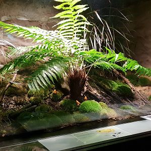 Enclosure Golden mantella