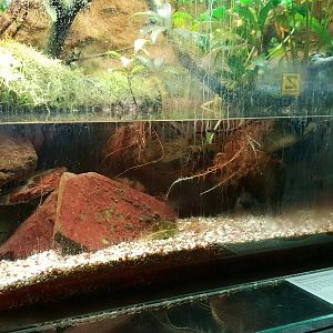 Enclosure Iberian ribbed newt