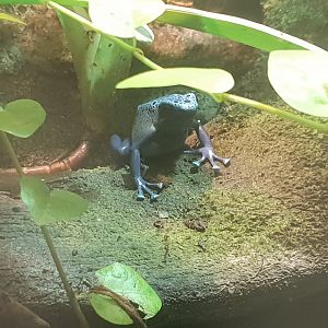 Dendrobates tinctorius azureus