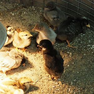 Domestic chicken chicks (Gallus gallus domesticus), 2019-05-25