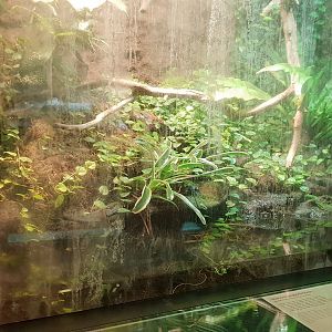 Enclosure Blue dart frog