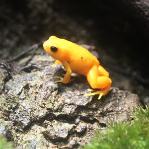 Golden mantella