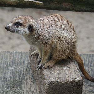 Meerkat (Suricata suricatta), 2019-05-25