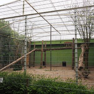 Second Sri Lankan leopard exhibit, 2019-05-25