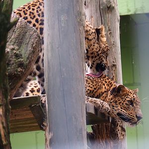 Sri Lankan leopards (Panthera pardus kotiya), 2019-05-25