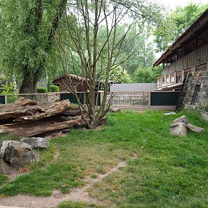 Raccoon exhibit, 2019-05-25