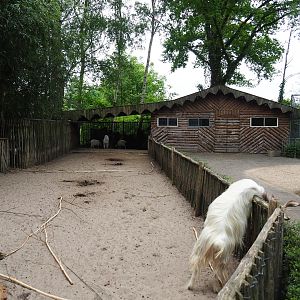 Girgentana goat and alpaca paddock, 2019-05-25