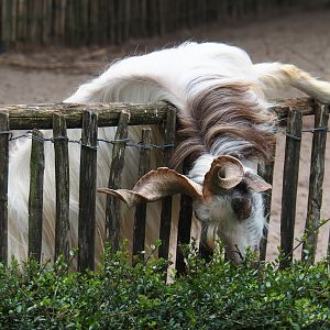 Girgentana goat (Capra aegagrus hircus), 2019-05-25