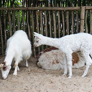 Girgentana goat (Capra aegagrus hircus) and Alpacas (Vicugna pacos), 2019-05-25