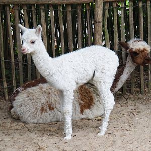 Alpacas (Vicugna pacos), 2019-05-25