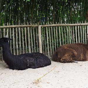 Alpacas (Vicugna pacos), 2019-05-25