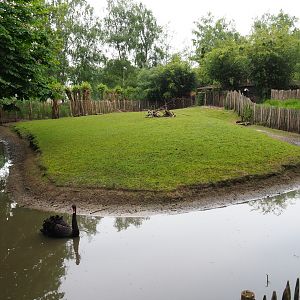 Parma wallaby and black swan exhibit, 2019-05-25