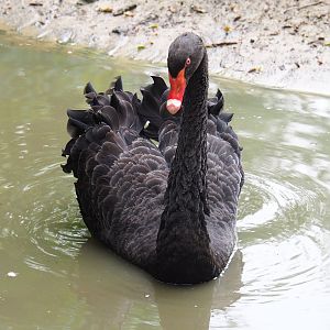 Black swan (Cygnus atratus), 2019-05-25