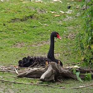 Nesting black swan (Cygnus atratus), 2019-05-25