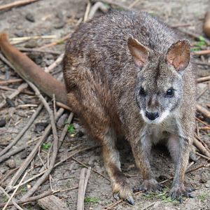 Parma wallaby (Macropus parma), 2019-05-25