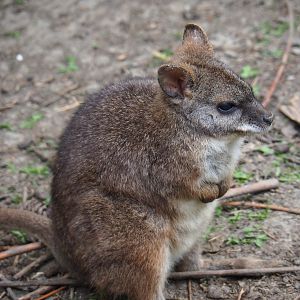 Parma wallaby (Macropus parma), 2019-05-25
