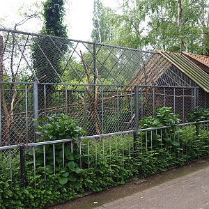Silver-laced chicken exhibit, 2019-05-25