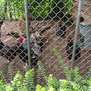 Silver-laced chickens (Gallus gallus domesticus), 2019-05-25