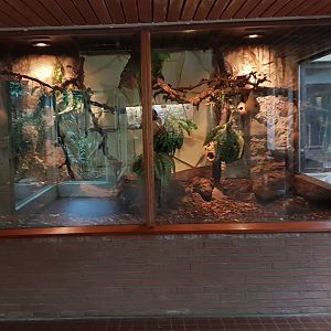 Small Mammal House : Enclosure Grey mouse lemur