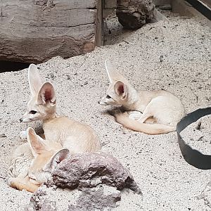 Young Fennek foxes