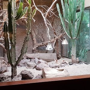 Small Mammal House : Indoor-enclosure Fennek fox