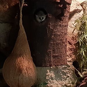 Grey mouse lemur