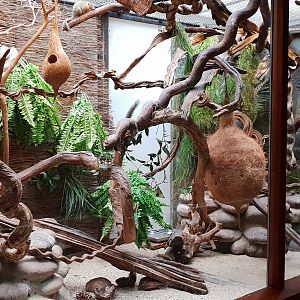 Small Mammal House : Northern treeshrew-enclosure