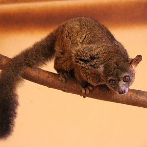 Garnett's greater galago (Otolemur garnettii)