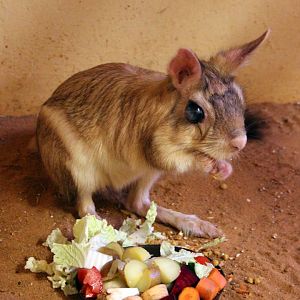 East African springhare (Pedetes surdaster)