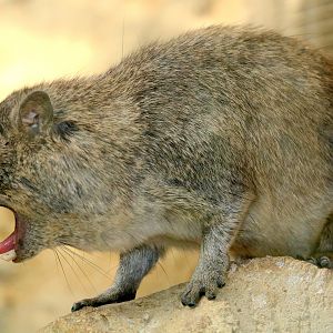 Arabian rock hyrax; Cotswold; 18th August 2019.JPG