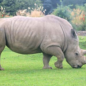 White rhinoceros; Cotswold; 18th August 2019