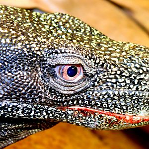 Crocodile monitor; Crocodiles of the World; 18th August 2019