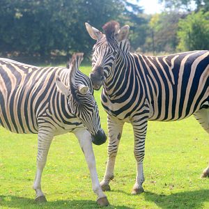Chapman's zebra; Cotswold; 18th August 2019