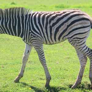 Chapman's zebra foal; Cotswold; 18th August 2019