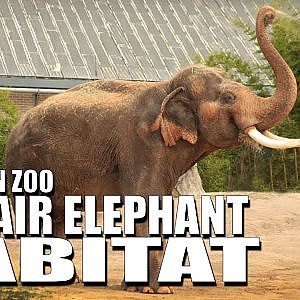 Zoo Tours | McNair Asian Elephant Habitat