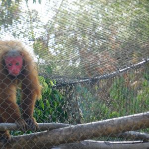 Red Uakari