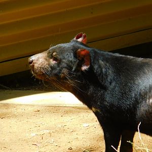 Tasmanian Devil