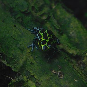 Splash-Back Poison Frog