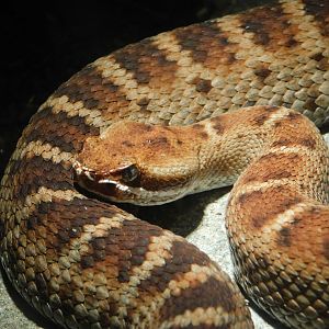 Ridge-Nosed Rattlesnake