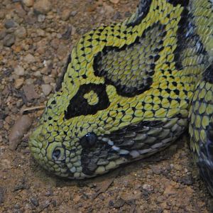 Ethiopian Mountain Viper