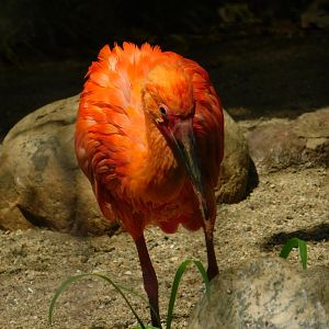 Scarlet Ibis