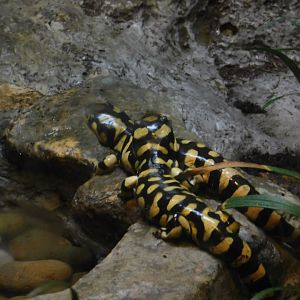 Tiger Salamander