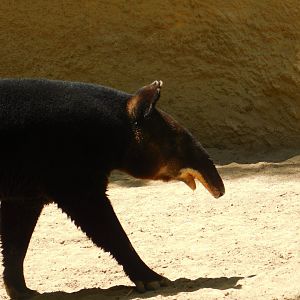 Mountain Tapir