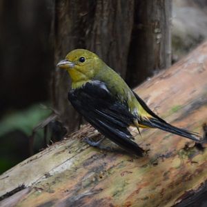 Tanager? ID