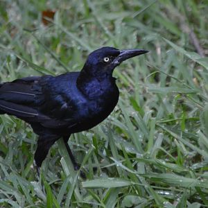 Grackle ID