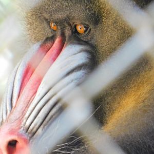Mandrill