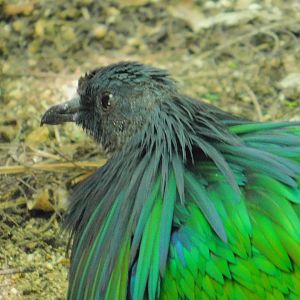 Nicobar Pigeon