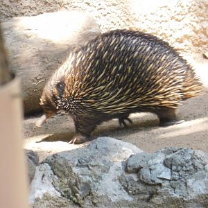 Short Nosed Echidna