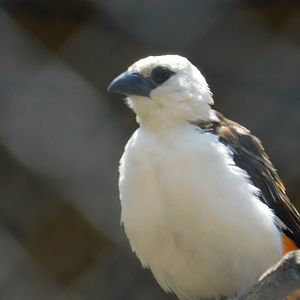 White Headed Buffalo Weaver