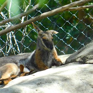 Yellow Footed Rock Wallaby